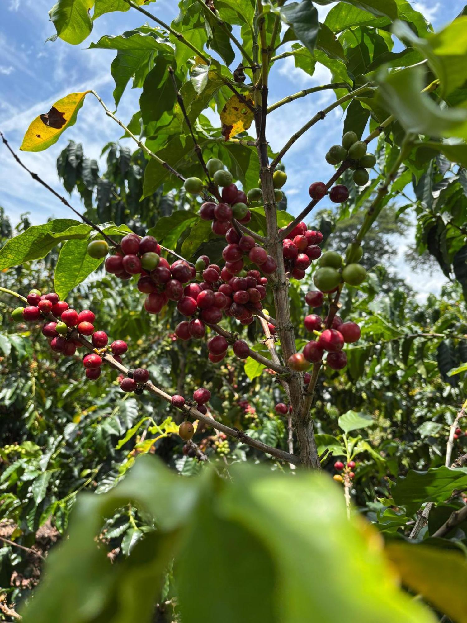 Hacienda Bambusa El Caimo 外观 照片