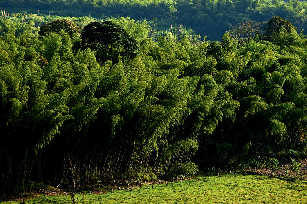 Hacienda Bambusa El Caimo 外观 照片
