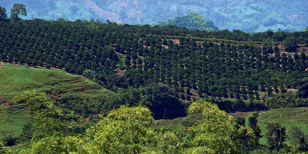 Hacienda Bambusa El Caimo 外观 照片